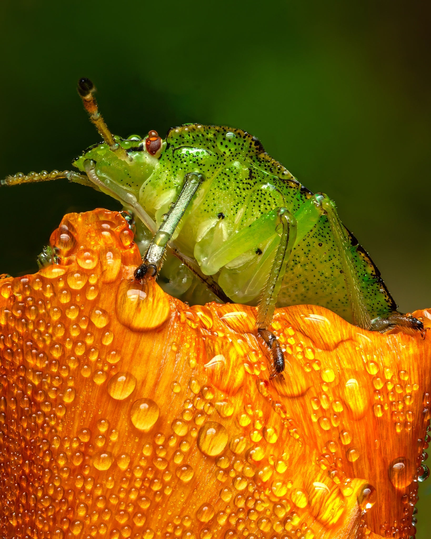 Dew Shieldbug — Digital Fine Art Photograph