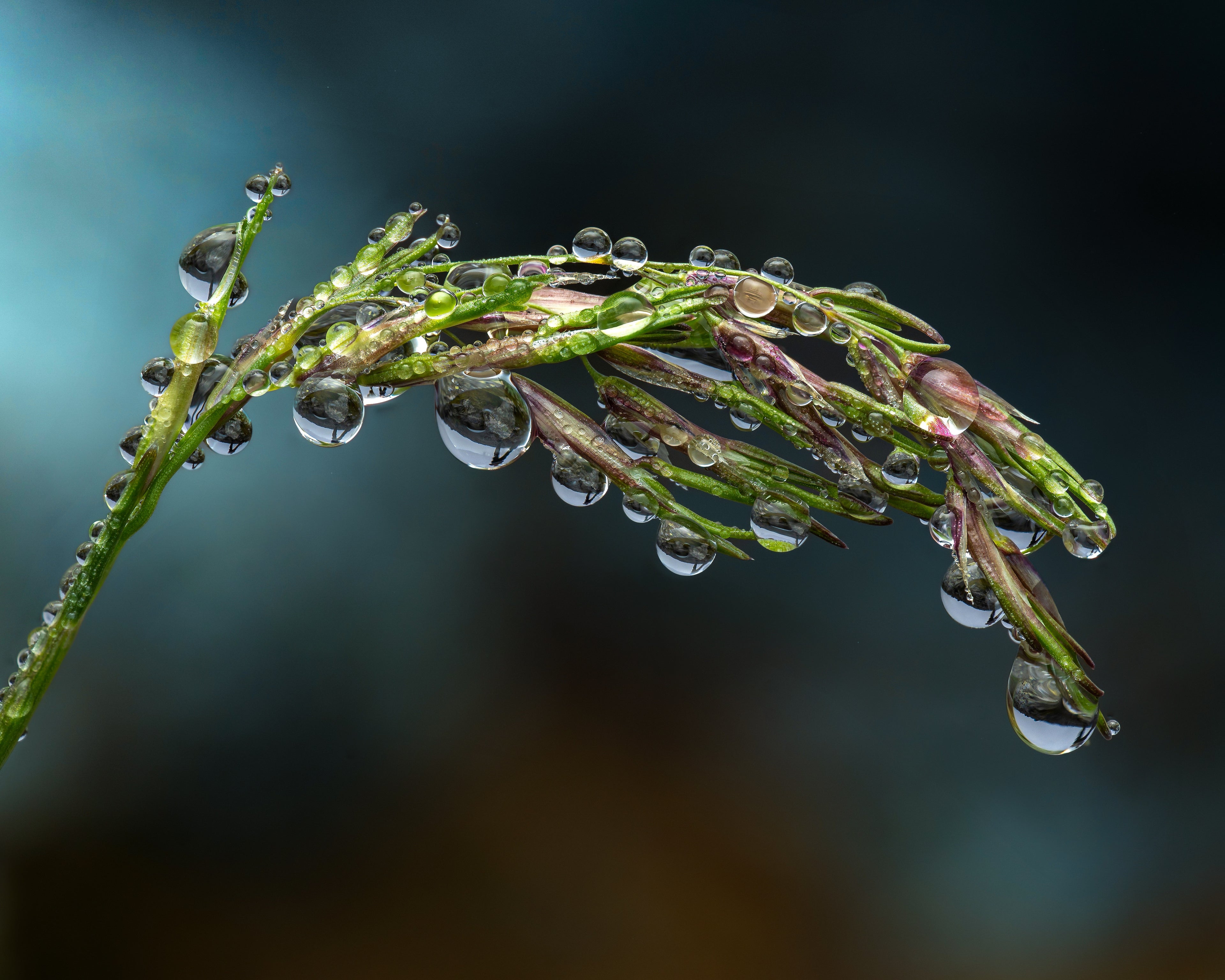 Alpine Hair-grass in Dew — Digital Fine Art Photograph
