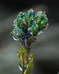 Alpine Speedwell in Dew — Digital Fine Art Photograph