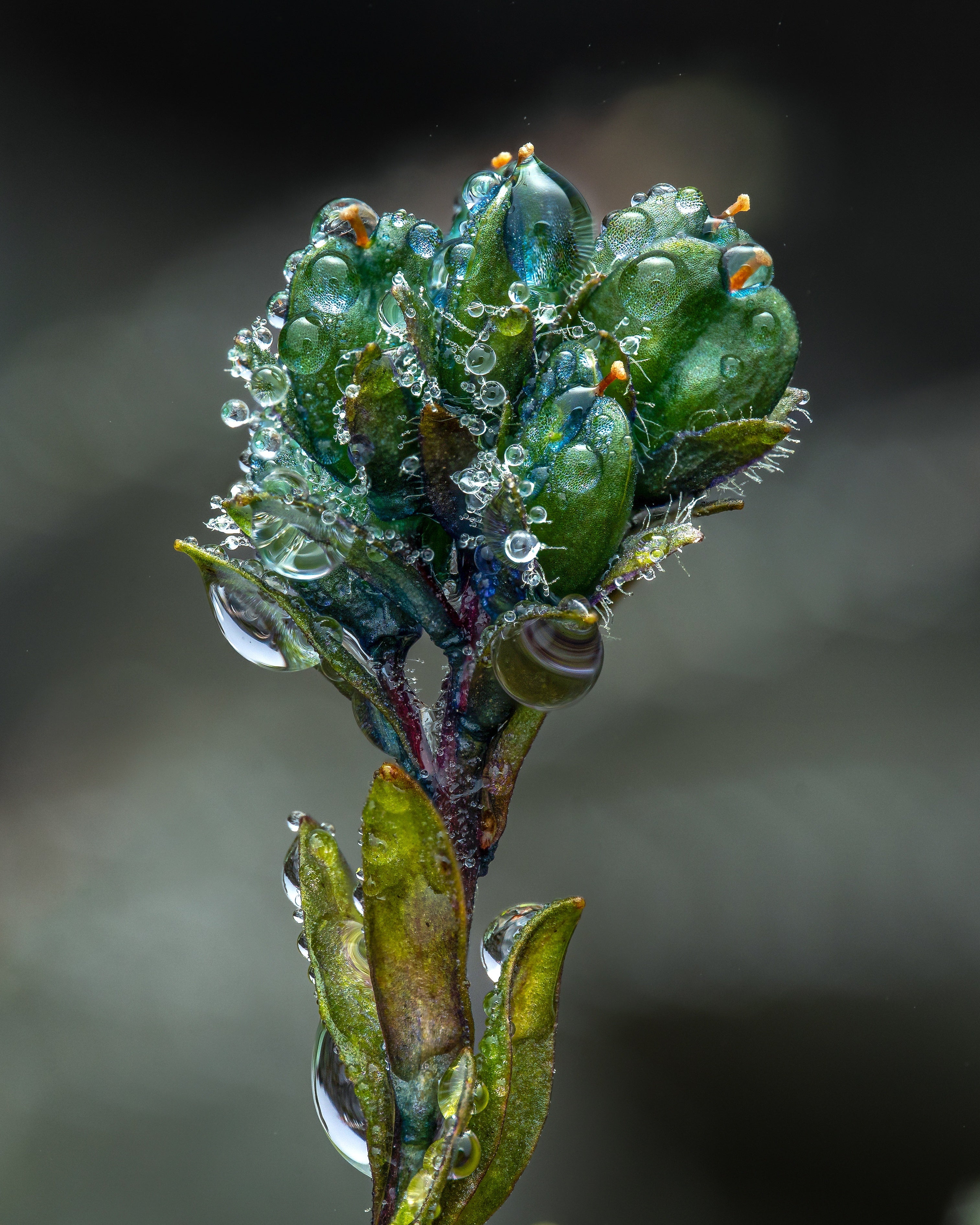 Alpine Speedwell in Dew — Digital Fine Art Photograph