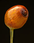 Apple-moss Sporophyte — Digital Fine Art Photograph