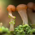 Brown Beret Lichen — Digital Fine Art Photograph