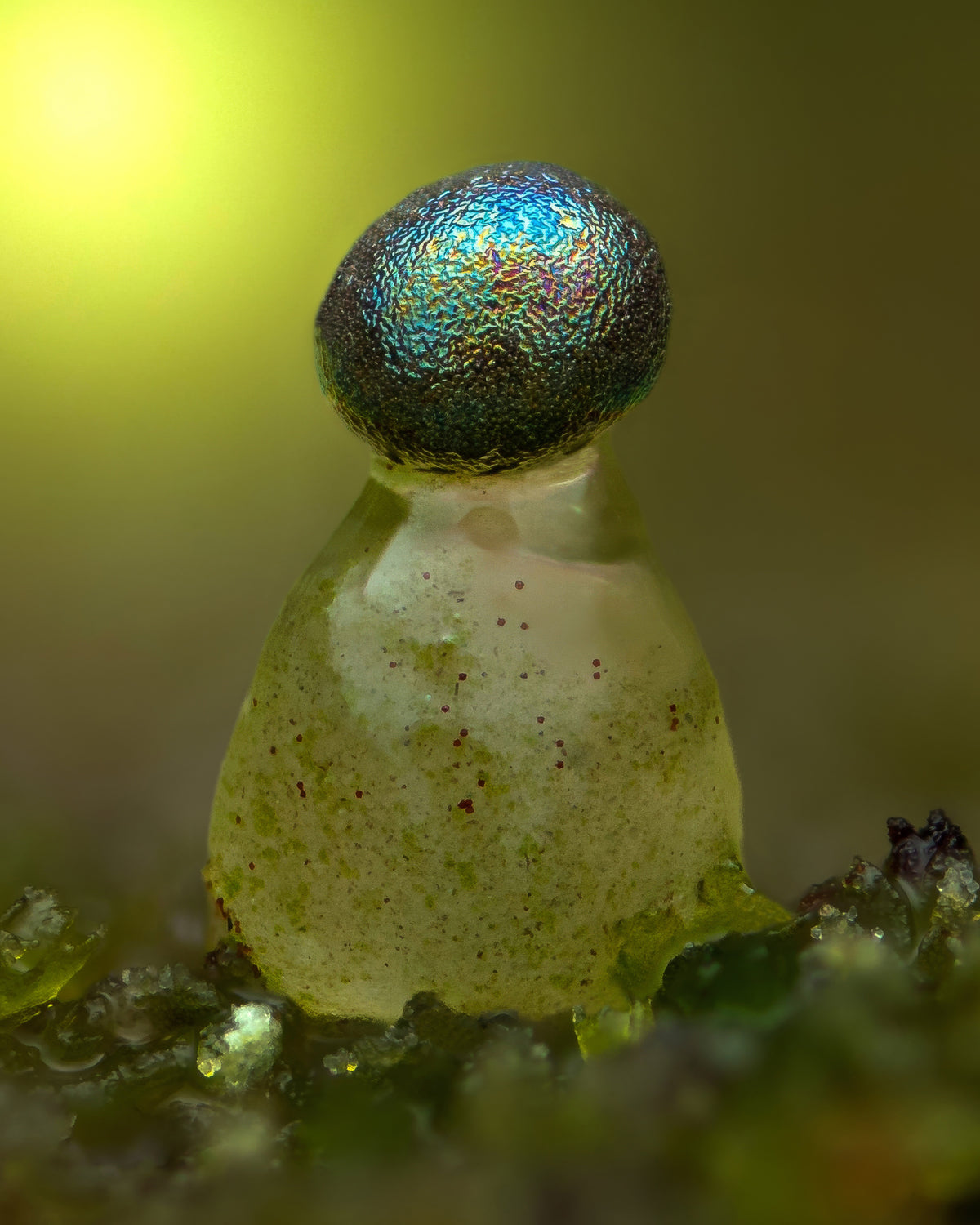 Colloderma oculatum - Fine art print