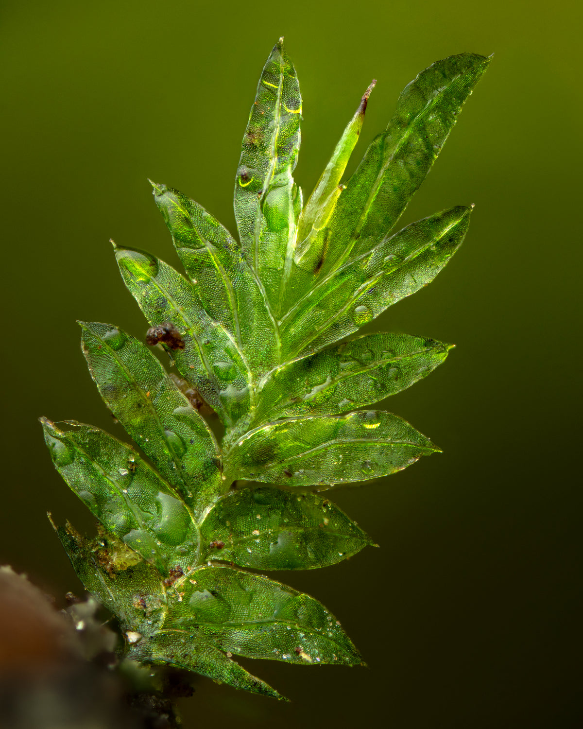 Lesser Pocket-moss — Digital Fine Art Photograph
