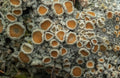 Lichen Apothecia — Digital Fine Art Photograph