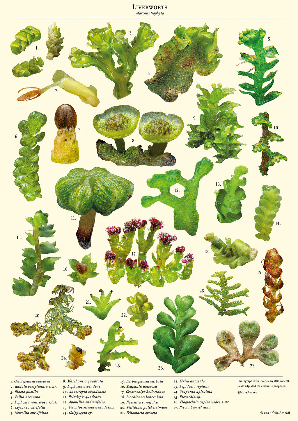 Liverworts — Biology Macro Poster