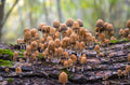 Mica Caps — Digital Fine Art Photograph