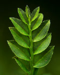 Mnium Moss — Digital Fine Art Photograph