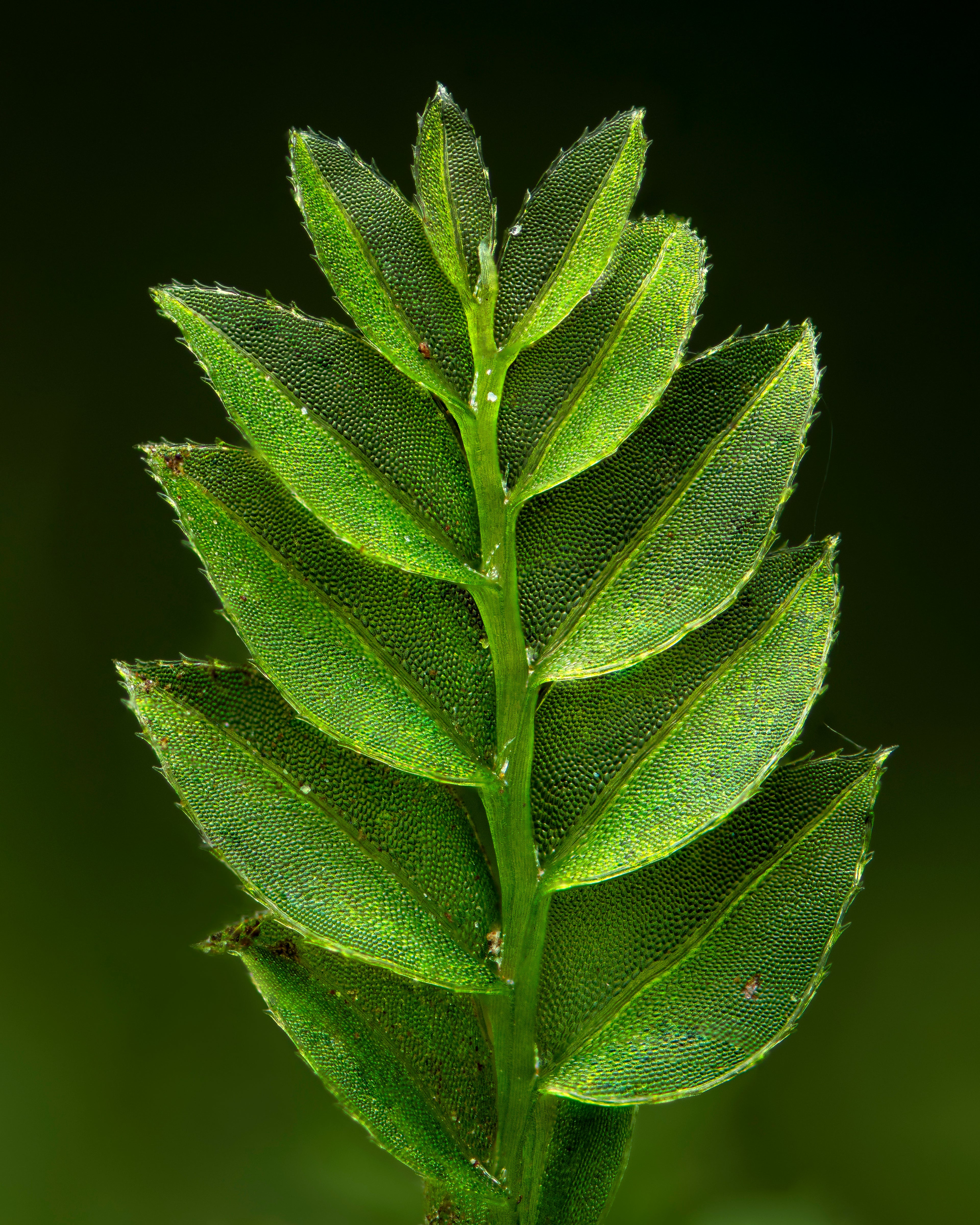 Mnium Moss — Digital Fine Art Photograph