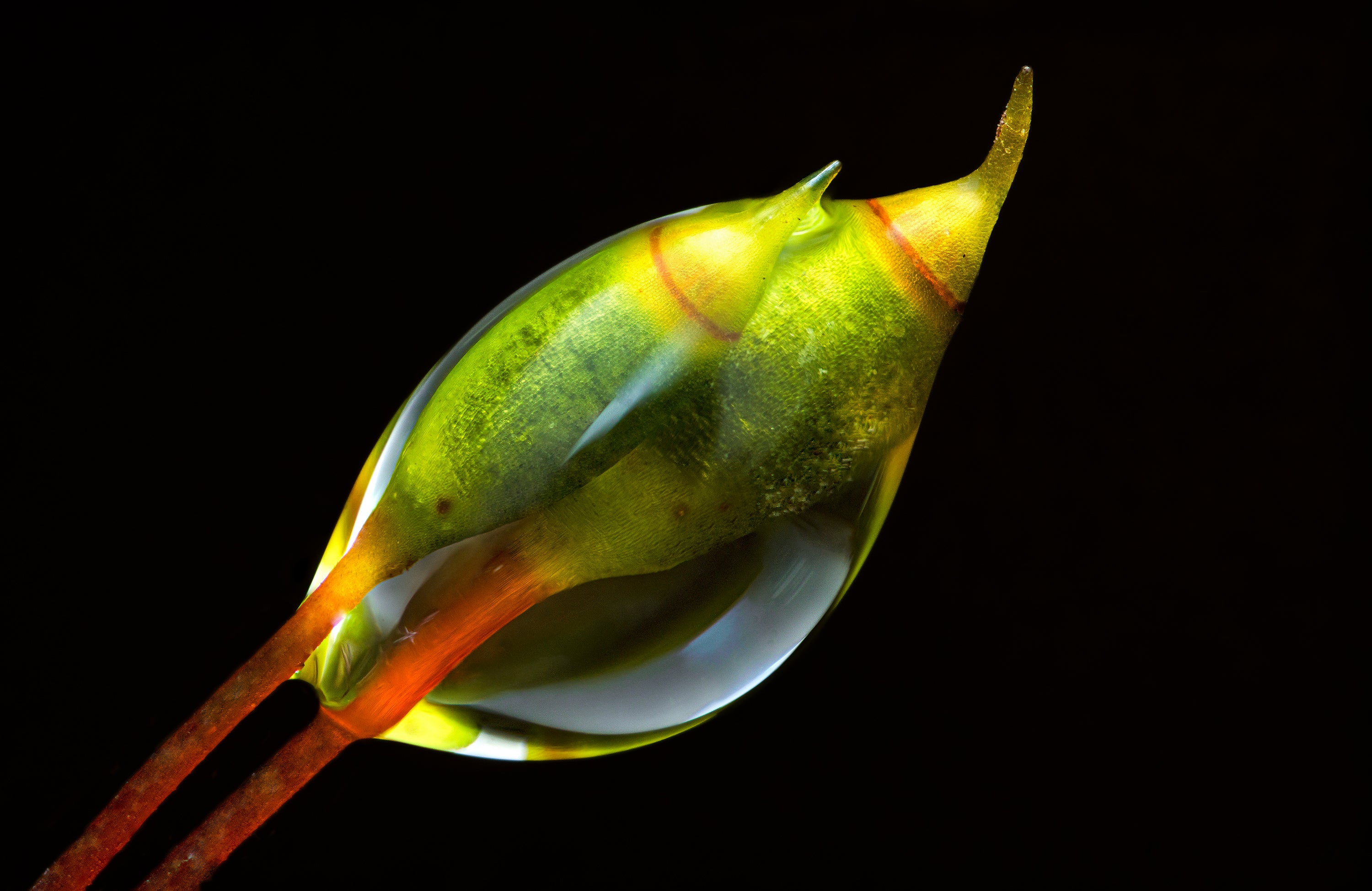 Platyhypnidium Moss — Digital Fine Art Photograph