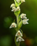 Rattlesnake plantain — Digital Fine Art Photograph