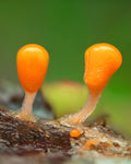 Salmon Eggs Slime Mold — Digital Fine Art Photograph