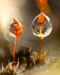 Smallest Pottia in Dew — Digital Fine Art Photograph