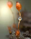 Smallest Pottia — Digital Fine Art Photograph