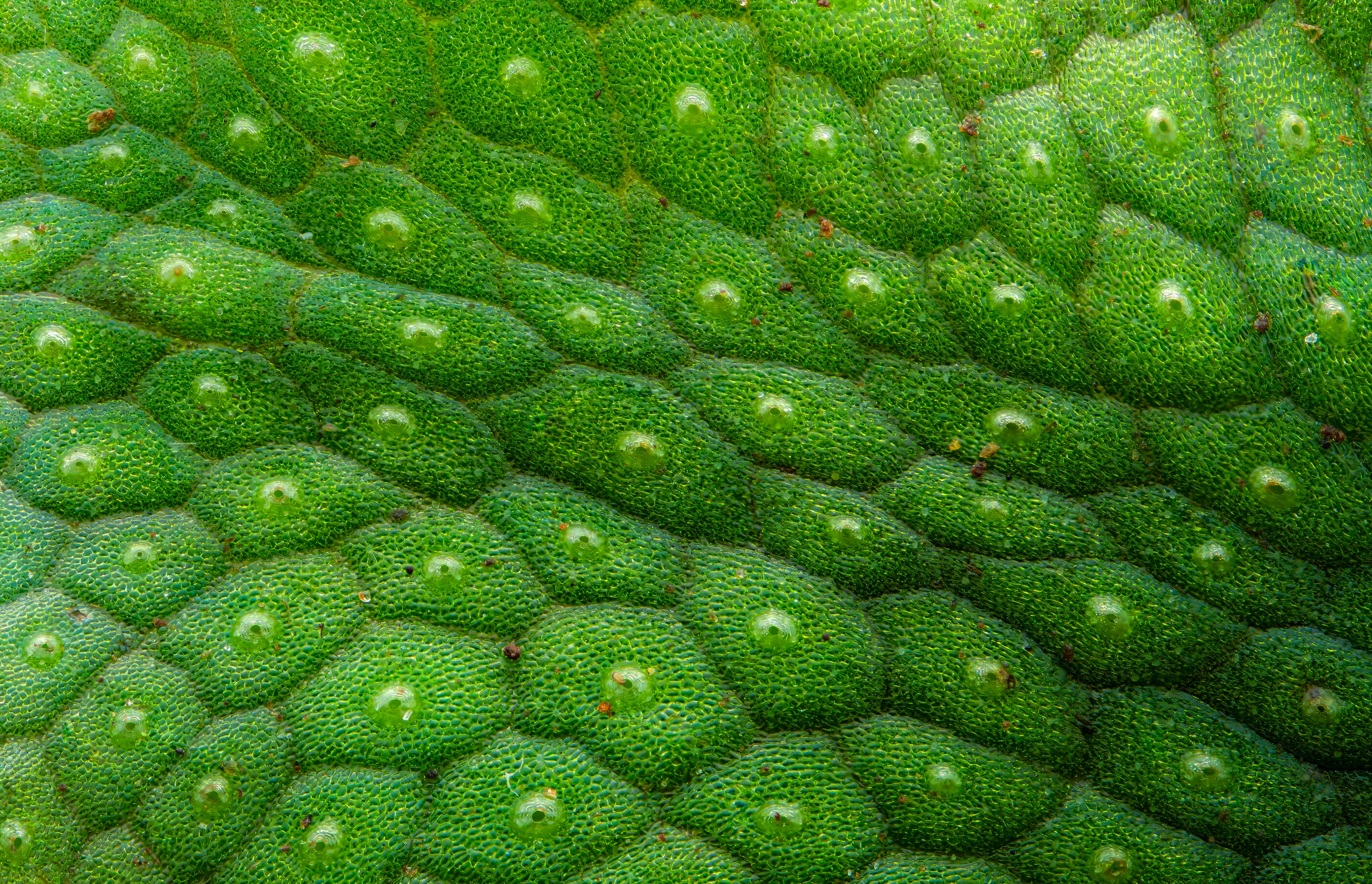 Snakeskin Liverwort — Digital Fine Art Photograph