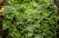 Snakeskin Liverwort & Endive Pellia — Digital Fine Art Photograph