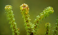 Tufted Fen-moss — Digital Fine Art Photograph