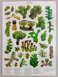 Liverworts — Biology Macro Poster