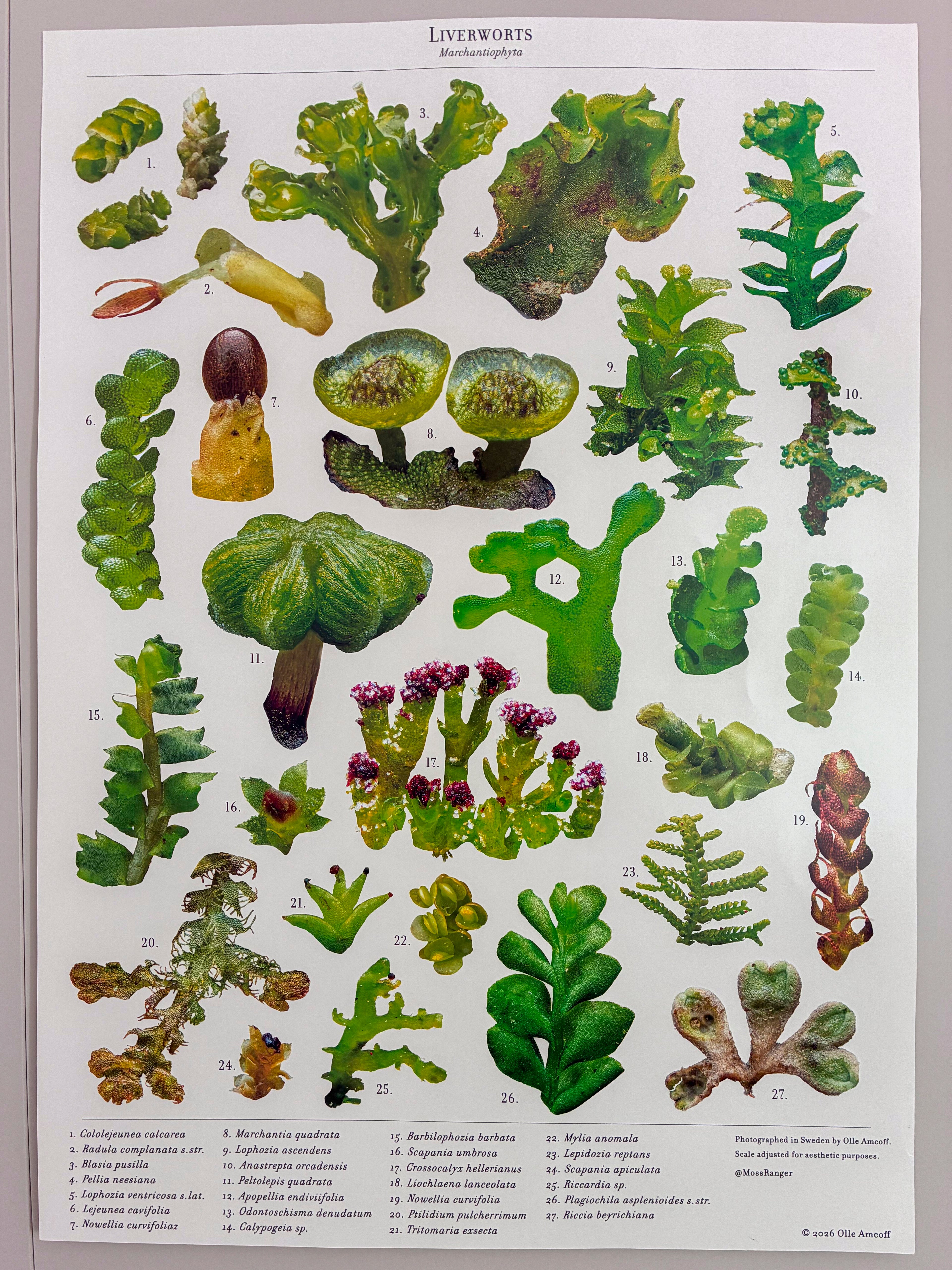 Liverworts — Biology Macro Poster